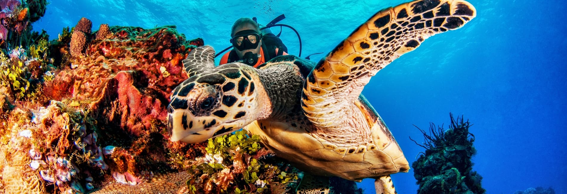 The Best Time To Visit Cozumel - December