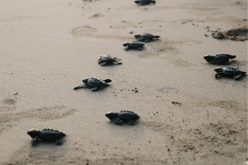 The Best Time To Visit Cozumel - July