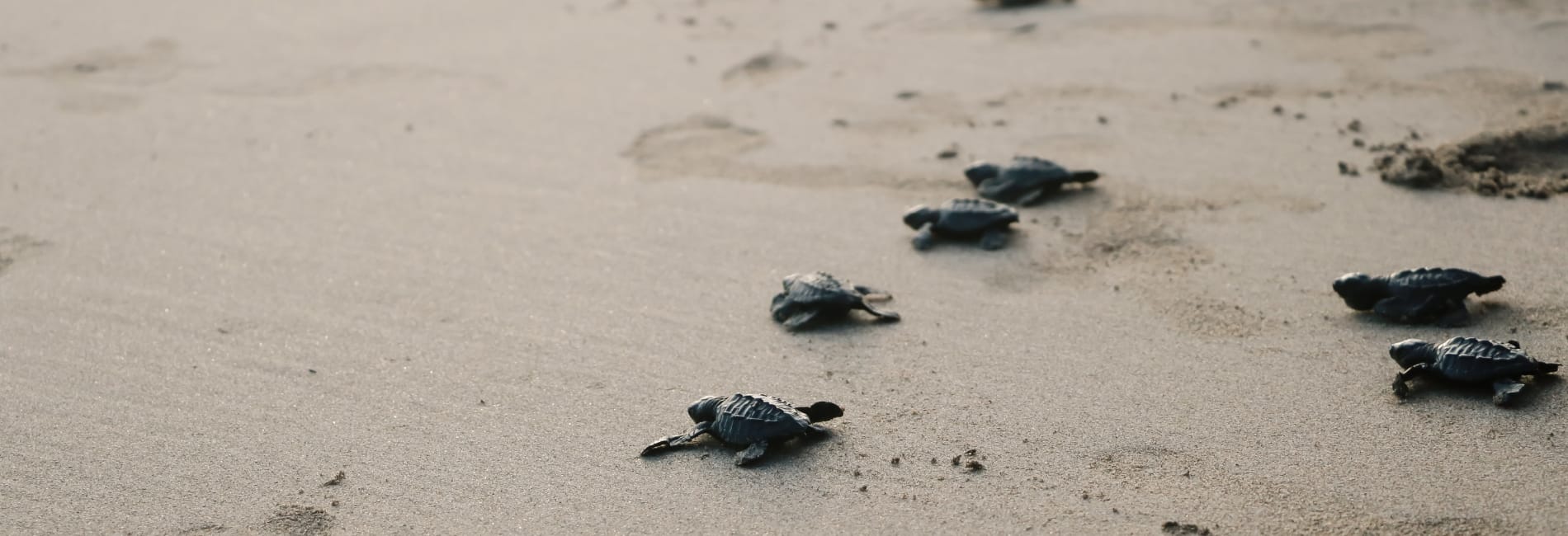 The Best Time To Visit Cozumel - July