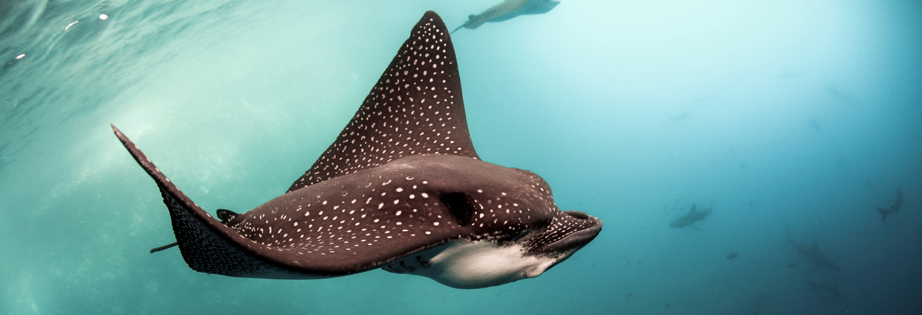 The Best Time To Visit Cozumel - June