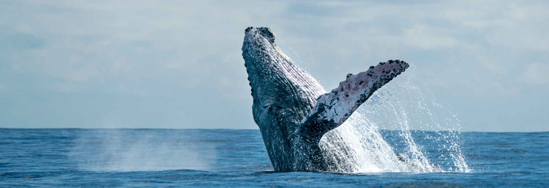 Best Things To Do In Cabo: Go Whale Watching