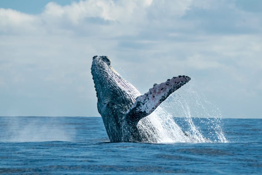 Best Things To Do In Cabo: Go Whale Watching