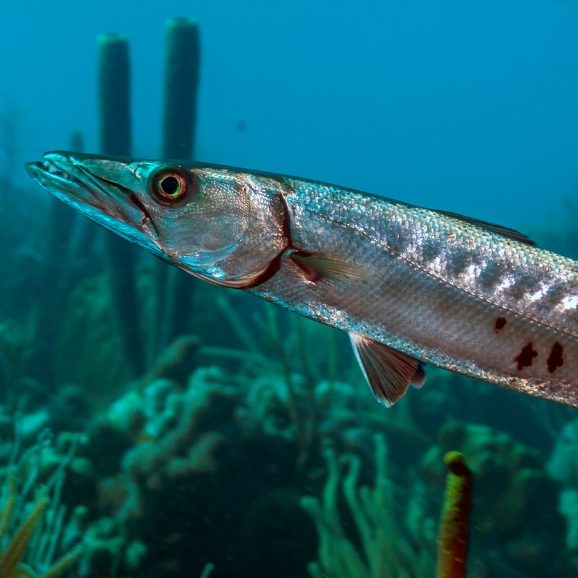 Barracuda Reef