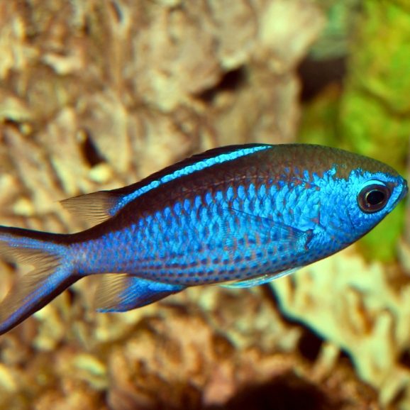 Blue Chromis