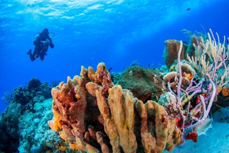 Scuba diver swimming above colorful coral reef in Cozumel, Mexico