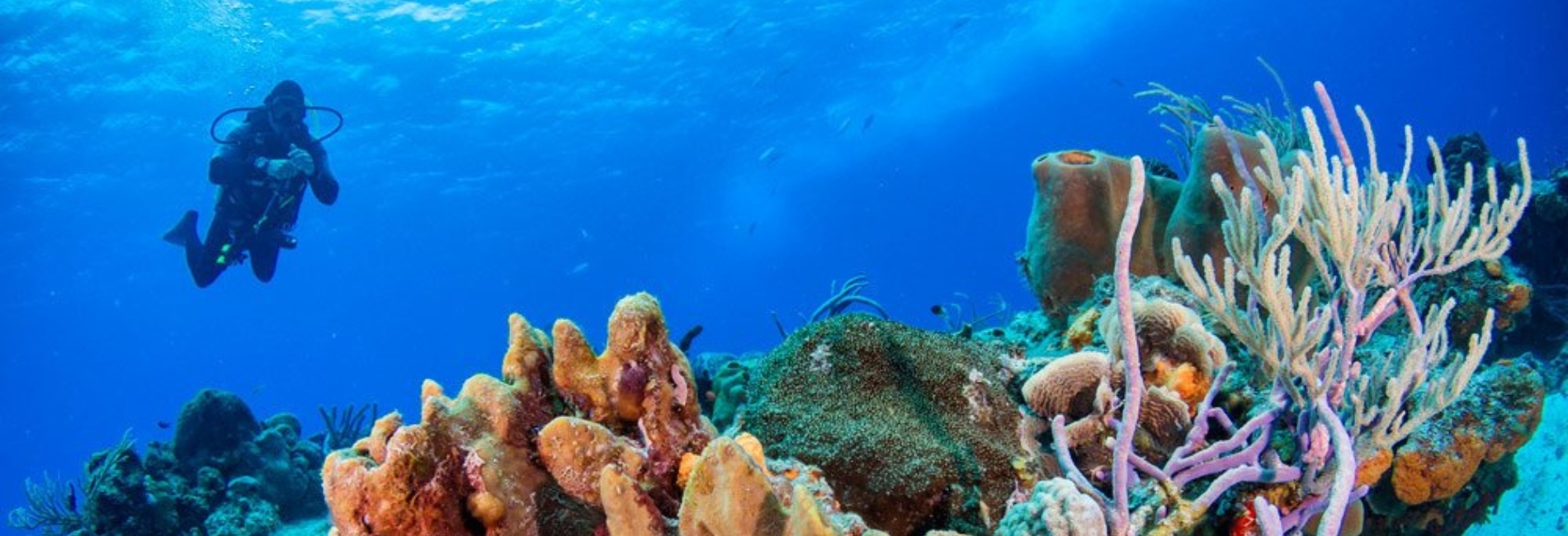 Cozumel Reef Diving