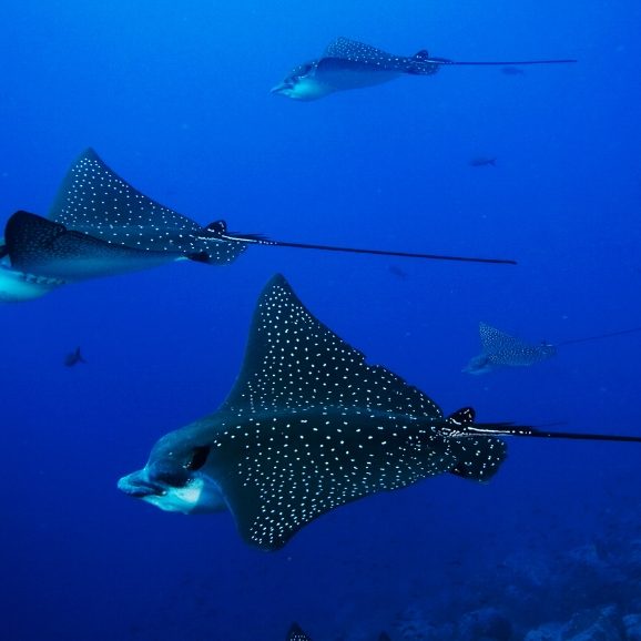 Eagle Rays