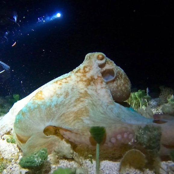 Night Dive