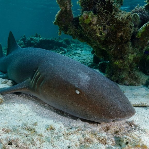 Nurse Shark
