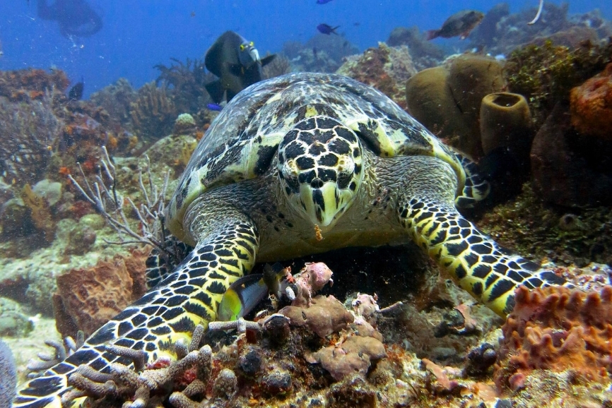 Palancar Reef Turtle