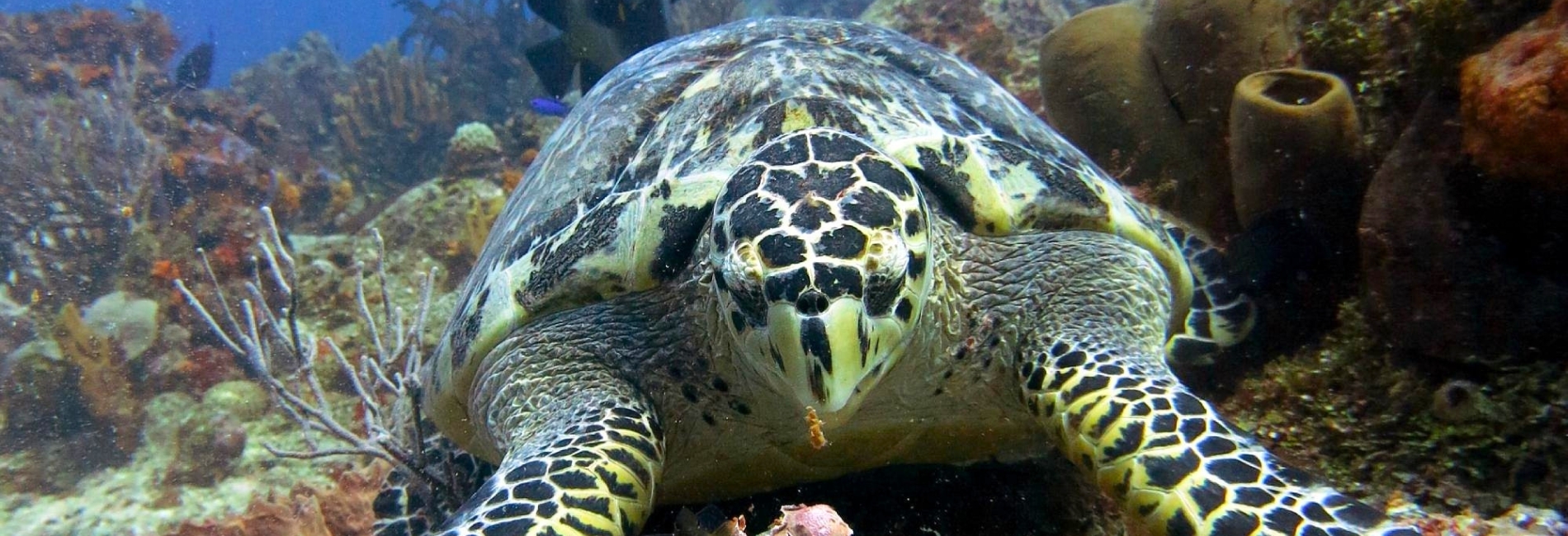 Palancar Reef Turtle