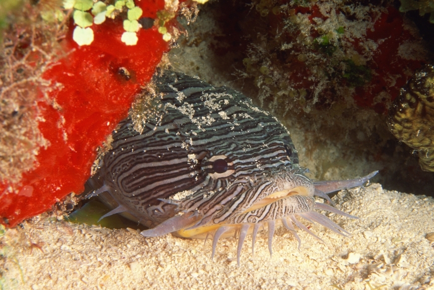 splendid toadfish
