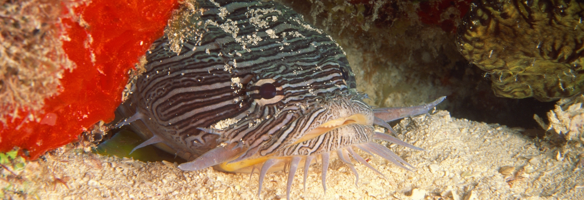 splendid toadfish